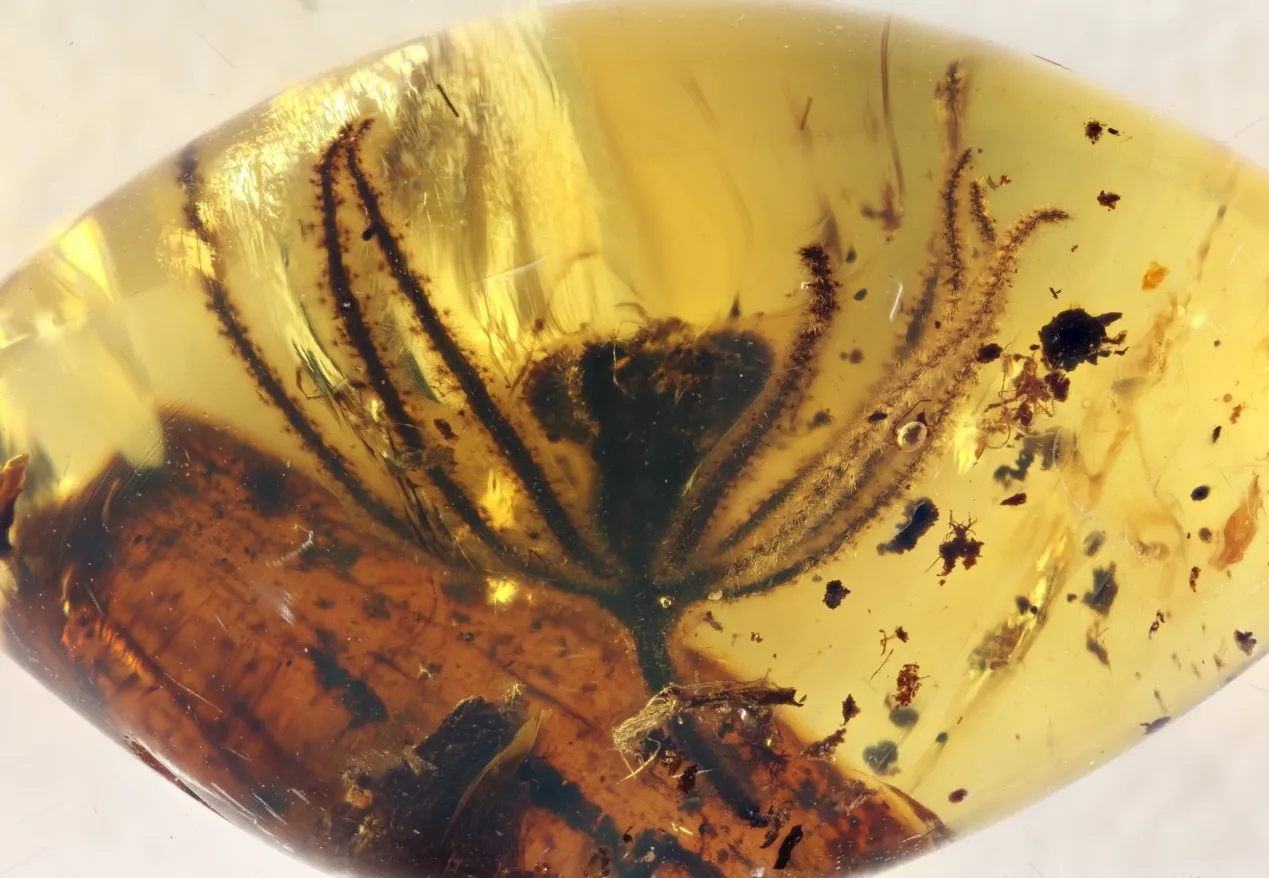 Amber preserves flower that appeared 50 million years before dinosaurs 6 Rhamnaceae Amber flower older dinos protopian net