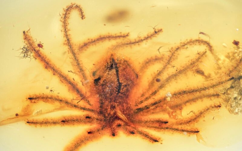 protopian net news science Amber Rhamnaceae flower discovery