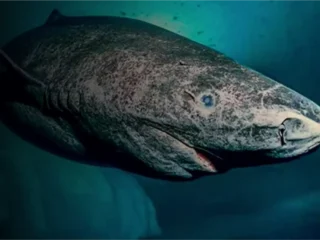 Greenland Shark Oldest Animal Earth